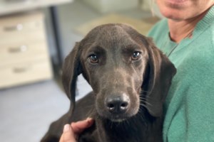 Σώστε ένα αδεσποτάκι: Ο Ιάσονας, ένα σύννεφο χαράς και απαλότητας που θα σας ομορφύνει τη ζωή - εικόνα 5