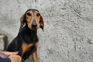 Family and Pet Festival στις 9 Δεκεμβρίου στη Μαρίνα Φλοίσβου - Υιοθετήστε ένα αδέσποτο