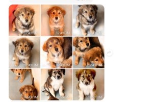 O Μάρλεϊ έστειλε την επιθυμία του στον Αγιο Βασίλη: Τις πρώτες γιορτές της ζωούλας του, να τις περάσει σε ένα ζεστό σπίτι - εικόνα 2