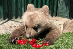 Απίστευτο βίντεο με αρκουδάκι που κατανάλωσε μεγάλη ποσότητα μελιού με παραισθησιογόνες ουσίες