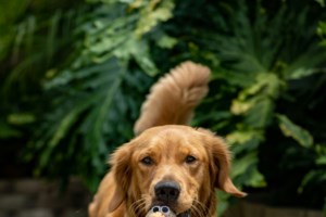 Μωρό πάντα πέθανε λόγω υπερβολικού στρες από πυροτεχνήματα