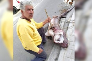 Μύτικας Αιτωλοακαρνανίας: Γαλάζιος καρχαρίας έκοβε βόλτες στα ρηχά [βίντεο]