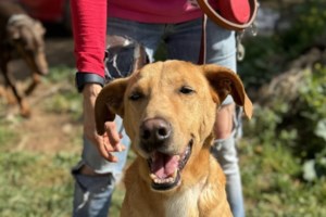 Ο Χάτσι είναι δέκα χρονών και έζησε από κουτάβι με τον άνθρωπό του - Δεν έχει απαιτήσεις μόνο μια επιθυμία - εικόνα 2