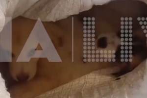 Σοκαριστικές εικόνες στον Λαγκαδά - Βρέθηκαν νεκρά 13 σκυλιά και μια γάτα