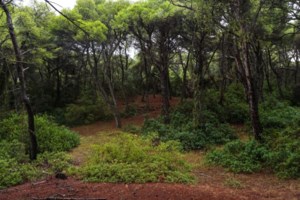 Τραγωδία στις Σέρρες: 47χρονος αυτοκτόνησε με καραμπίνα όταν έμαθε πως βγήκε θετικός στον κορονοϊό