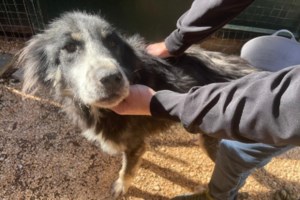 Η ζωή είναι τέλεια, απολαύστε φαγητό και χάδια: Αυτή είναι η Σούζι,  τα μάτια της τα υπέροχα, τα πάχη της τα κάλη της, η ομορφιά της - εικόνα 2