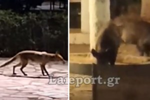 Φρίκη στην Καστοριά: Βασάνισαν και ακρωτηρίασαν αλεπού - To ζώο πέθανε από αιμορραγία - εικόνα 3