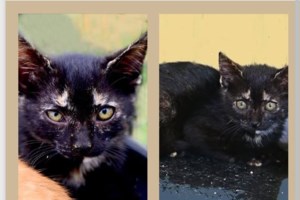 Η κουταβο-ιστορία του Μίκυ από τον Μαραθώνα - Και είναι μόλις 3 μηνών