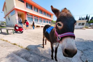 Αλεξανδρούπολη: Συνελήφθησαν τέσσερις διακινητές που μετέφεραν πέντε παράτυπους μετανάστες