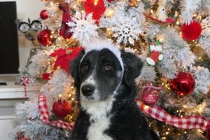 Family and Pet Festival στις 9 Δεκεμβρίου στη Μαρίνα Φλοίσβου - Υιοθετήστε ένα αδέσποτο - εικόνα 2