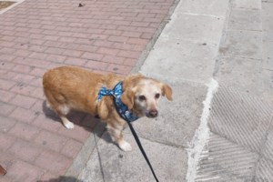 H ιστορία της Λουκίας από το Save a Greek Stray - Με το που έβλεπε ή άκουγε άνθρωπο εξαφανιζόταν