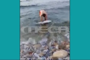 Διαμαρτυρία στο Αττικό Ζωολογικό Πάρκο: 7 οργανώσεις ζητούν το τέλος της αιχμαλωσίας δελφινιών - "Για να ξαναλάμψει το χαμόγελο τους" - εικόνα 2