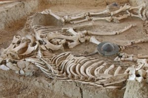 Νεκρά άγρια άλογα στο Δέλτα του Έβρου λόγω λειψυδρίας - Αυτοσχέδιες ποτίστρες για την διάσωσή τους