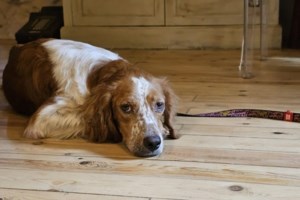 Γιατί να υιοθετήσετε ένα αδέσποτο σκύλο από καταφύγιο: Μια απόφαση που σώζει όχι μία, αλλά δύο ζωές - εικόνα 6