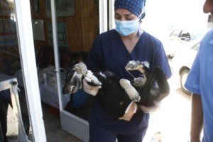 Απεργία κτηνιάτρων: Γιατί κλείνουν τα ιατρεία - Εκνευρισμός για υποχρεωτικές στειρώσεις, DNA, και χαράτσι των 150 ευρώ - εικόνα 2