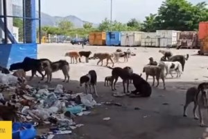 Αυτές τις ημέρες που κάνει κρύο, ας προστατέψουμε τα αδέσποτα της γειτονιάς μας - εικόνα 2