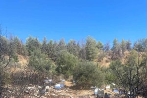 Φωτιά στην Καλαμάτα: Επικίνδυνες διαστάσεις πήρε πυρκαγιά στη βόρεια πύλη του αεροδρομίου - εικόνα 2