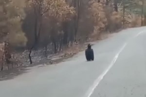 Ελπίδα στη Διαδιά: Εικοσιεπτά νεοσσοί Μαυρόγυπα πέταξαν φέτος στο Εθνικό Πάρκο - εικόνα 3