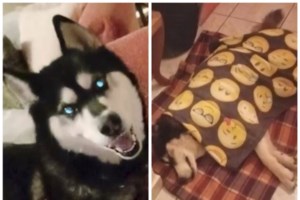 "Μπορεί κάποιος με αγγελικό πρόσωπο να το έκανε" είπε ο δήμαρχος Αράχωβας για την κακοποίηση του χάσκι