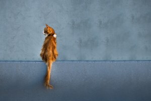 8 Αυγούστου: Σήμερα η Παγκόσμια Ημέρα Γάτας - Πόσο γατόνια είναι - εικόνα 5