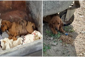 Λαμία: Σκύλος βρέθηκε σε άθλια κατάσταση σε περιφραγμένο οικόπεδο - Συνελήφθη 44χρονος