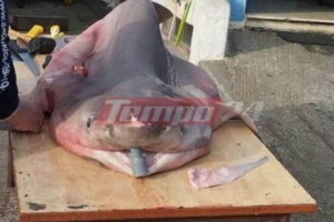 Η στιγμή που καρχαρίας-τίγρης επιτίθεται σε ψαρά με καγιάκ ανοιχτά της Χαβάη [εικόνες - βίντεο]