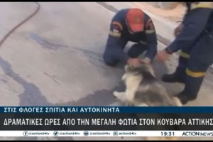 Αγώνας για τα πυρόπληκτα ζώα -  148 έφτασαν στο Γαλάτσι από Κερατέα, Καλύβια, Λαγονήσι [εικόνες]