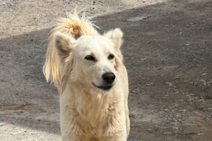 Σπέσιαλ μεταγραφή με… πατουσάκι: Η Μίλι Τέρνερ υπέγραψε στη Μάντσεστερ Γιουνάιτεντ αγκαλιά με τον σκύλο της [βίντεο]