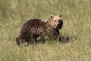 Δράμα: Ο 60χρονος είχε βρει το χαμένο αεροσκάφος μέσα στο δάσος - "Δεν γλίστρησε ο Χρήστος, τον έσπρωξε η αρκούδα" [βίντεο] - εικόνα 3
