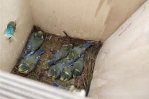 Η Δαδιά αναγεννάται από τις στάχτες της:  Οάσεις βιοποικιλότητας τα άκαυτα σημεία - Το χρονικό της καταστροφής - εικόνα 2