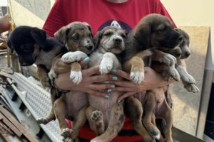 Εκκληση για βοήθεια από τα Φαντάσματα του Ασπροπύργου: Εχουν ανάγκη από ξηρά τροφή και κονσέρβες για σκύλους και γάτες - εικόνα 2