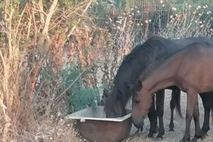 Έβρος - Nεκρά άλογα λόγω λειψυδρίας: Παρέμβαση ζωής  με μεταφορά νερού και τροφής