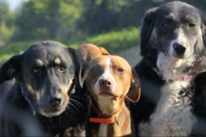 Χαλκιδική:  Σύλληψη 40χρονου μετά από καταγγελία για κακοποίηση ζώων	- Τα είχε χωρίς νερό και τροφή, βρέθηκε το ένα νεκρό