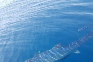 Καρχαρίας επιτέθηκε σε 16χρονο που κολυμπούσε στην Αυστραλία - Σέρφερ άρχισε στις... μπουνιές το αρπακτικό της θάλασσας