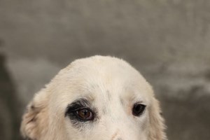 Καταγγελία του SGS: Εξαφανίζουν τα ζώα από το Κυνοκομείο Τρίπολης -  Kάποια επίσημη αρχή θα ελέγξει το καταφύγιο;