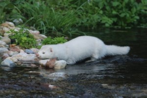 Τροχαίο στον Κηφισό: Τούμπαρε αυτοκίνητο μετά τη σύγκρουση με άλλο ΙΧ - Κλειστές δύο λωρίδες