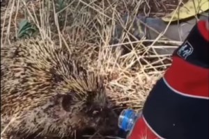 Ανήλικος "πιστολέρο" πυροβόλησε με αεροβόλο σε σχολείο και γραφείο στο Κιλκίς