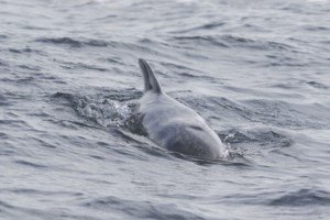 Κρήτη: Μικρή φάλαινα έχασε τον προσανατολισμό της και βγήκε σε παραλία