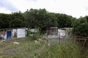 Απίστευτο θρίλερ με τον θάνατο της κτηνοτρόφου στην Καβάλα: Ο "δολοφόνος" ίσως είναι το κριάρι της