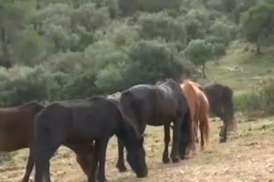 Τα άγρια άλογα του Δέλτα του Έβρου πεθαίνουν από τη λειψυδρία: Στερούνται πρόσβασης σε νερό