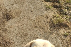 Ο σκύλος σας έγινε vegan; Τρώει χόρτα; Τι προσπαθεί να σας πει, πώς μπορείτε να τον βοηθήσετε - εικόνα 2