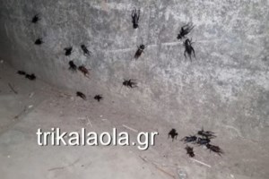 Γρεβενά: Αρκούδα κάνει βόλτα σε αυλή σπιτιού [βίντεο]