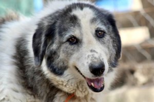 "Γράμμα στη Σεμέλη ή Ρέκβιεμ σε μια Γάτα": Για τη ζωή και τον θάνατο, τη φιλία και τη μνήμη - εικόνα 2