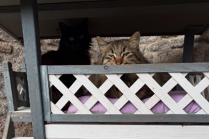 Ευριδίκη Βαλαβάνη: Αποθεώνει τις γάτες της στον έκτο μήνα της εγκυμοσύνης της - "Οι μικροί μου φύλακες"