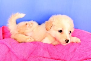 Mufasa στην κυριολεξία φάτσα: Αλλο ένα κουτάβι που πέταξαν στο δρόμο - Περήφανος ποιμενικός μόλις 1,5 μηνών