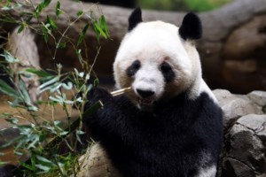 Βίντεο σοκ: Σκιέρ δέχεται επίθεση από λεοπάρδαλη του χιονιού ενώ προσπαθεί να βγάλει selfie μαζί της - εικόνα 3