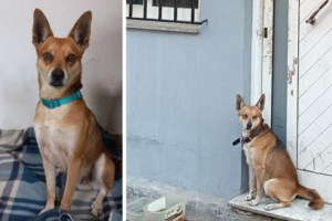 Κτηνωδία στις Σέρρες: Δολοφόνησαν αδέσποτο σκύλο με 10 σφαίρες και τον πέταξαν στα σκουπίδια - εικόνα 2