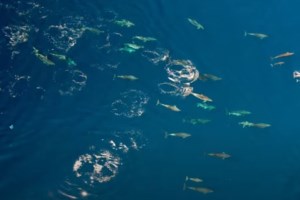 Β. Αιγαίο: Θλίψη και ανησυχία για νεκρά δελφίνια με εμφανή σημάδια ηθελημένης θανάτωσης