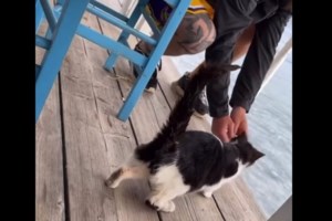 Τα αδέσποτα του δήμου της Αθήνας έχουν πλέον έναν σύμμαχo... [εικόνες] - εικόνα 4