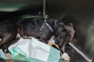 Πάτρα: Σύλληψη για κακοποίηση ζώου – Εδεσε τον σκύλο του με αλυσίδα και τον βούτηξε στη θάλασσα